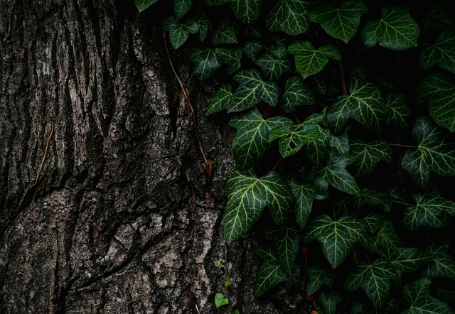De Onmisbare Hulp voor het Groeiende Groen: De Boompaal