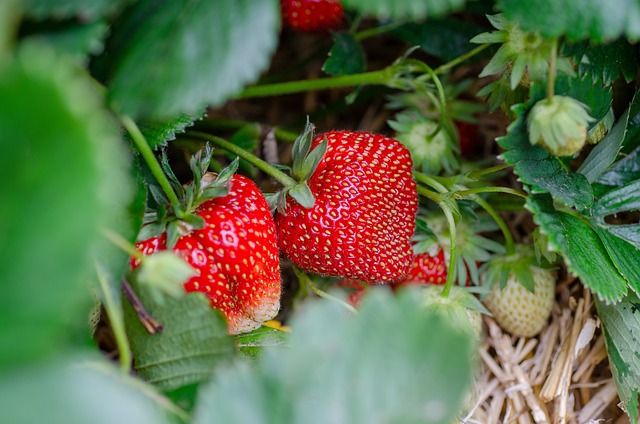 Maak je eigen groene oase: tips voor een weelderige plantentuin Maak je eigen groene oase: tips voor een weelderige plantentuin
