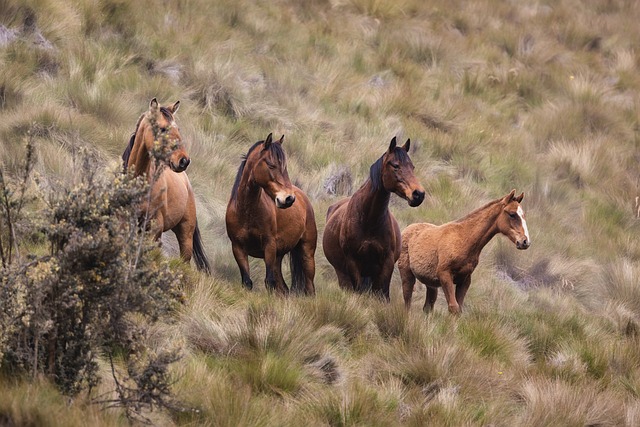 De ultieme keuzehulp voor de perfecte paardendeken De ultieme keuzehulp voor de perfecte paardendeken