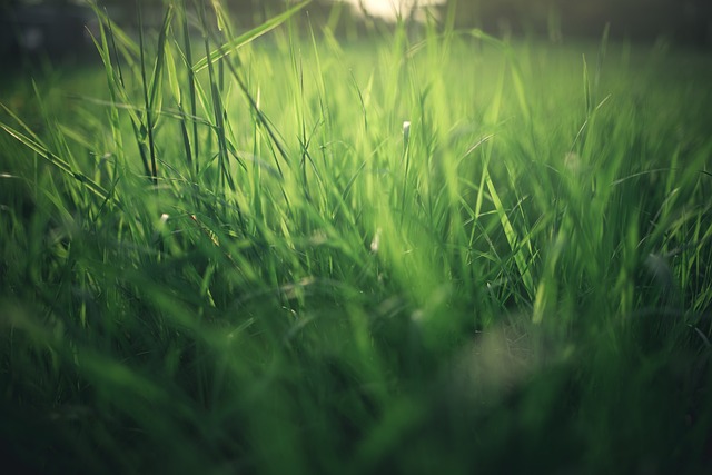 Gras verwijderen: manieren om oud gazon te verwijderen Gras verwijderen: manieren om oud gazon te verwijderen