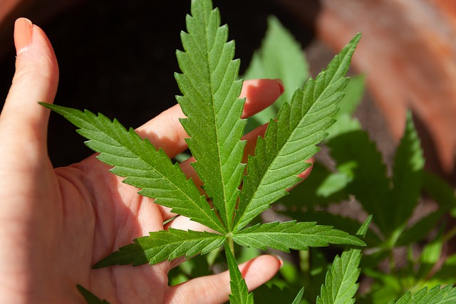 Ontdek de kracht en werking van CBD: Een natuurlijk wondermiddel Ontdek de kracht en werking van CBD: Een natuurlijk wondermiddel