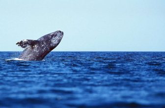 Software voor de beperking van zeezoogdieren heeft succesvolle veldproeven uitgevoerd