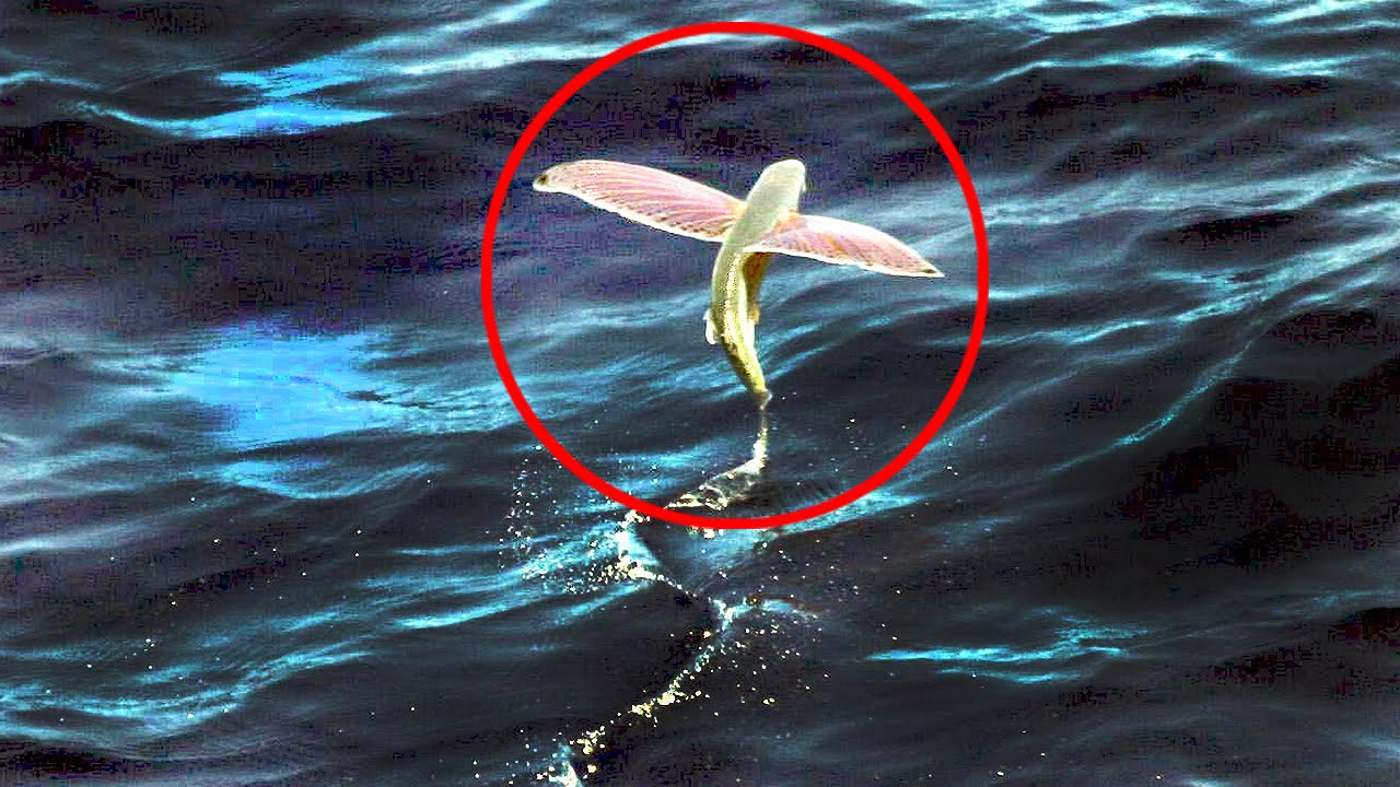De snelste dieren van de oceaan [Video]