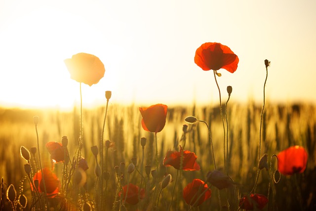 van fotosynthese tot geneeskracht: een verkenning van plantenleven, bloemenclassificatie en kiemprocessen van fotosynthese tot geneeskracht: een verkenning van plantenleven, bloemenclassificatie en kiemprocessen
