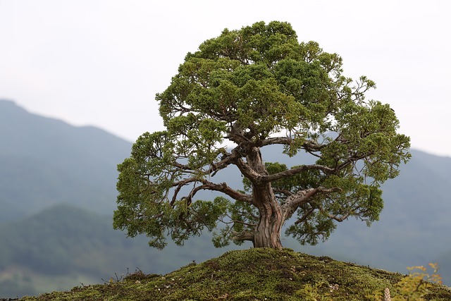 Van zaadje tot meesterwerk: een reis door de wereld van bonsai bomen Van zaadje tot meesterwerk: een reis door de wereld van bonsai bomen