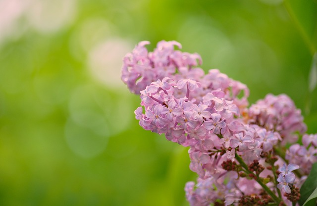 De betoverende schoonheid van de witte seringenboom De betoverende schoonheid van de witte seringenboom