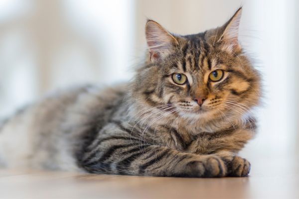 Was ist los mit Kürbis? – Catster
