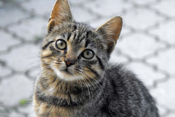 Kurzhaar-, Langhaar- und haarlose Katzen: Vor- und Nachteile der einzelnen Katzen