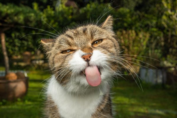 Wie kann ich meiner Katze bei Verstopfung helfen? Unser Expertenrat