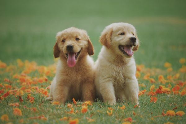 Die 9 besten wasserdichten Hundehalsbänder
