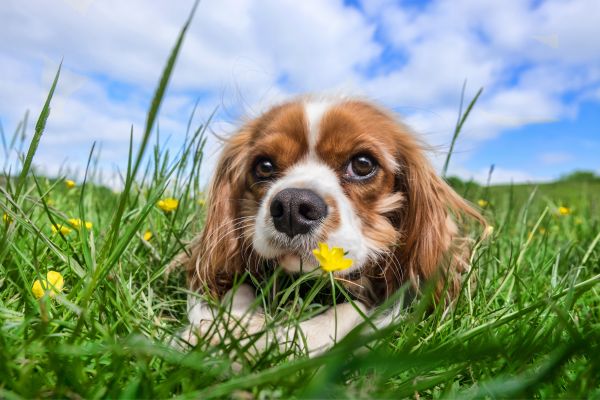 Autotemperaturwarnung für Hunde – YouDidWhatWithYourWiener.com