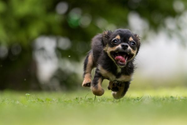 Wenn „Treat Training“ nicht funktioniert: Bedienerfehler