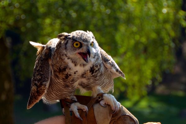 Die zehn besten Tipps für die Vogelbeobachtung mit kleinem Budget
