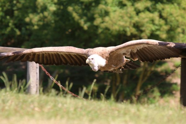 Vogelstudie zeigt, dass Europas Natur in einer „Notlage“ ist