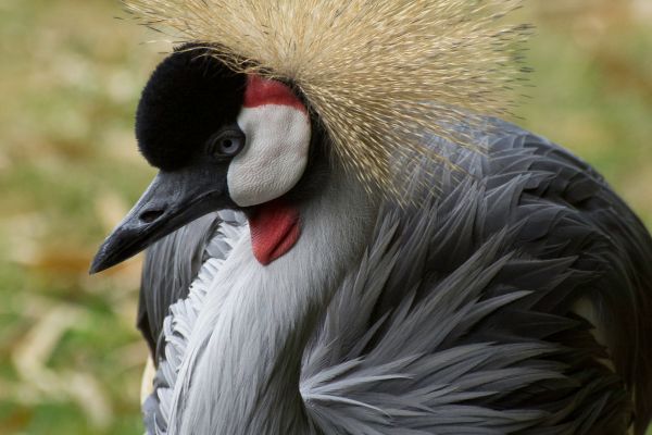 Küstenseeschwalben können die Gefahren des Klimas meistern