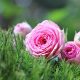 Roze als veelzijdige kleur in je interieurontwerp