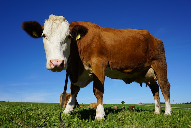 De voordelen van een poeder doseersysteem op de boerderij