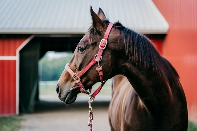 De ultieme zomerdeken voor je paard: comfort, stijl en bescherming