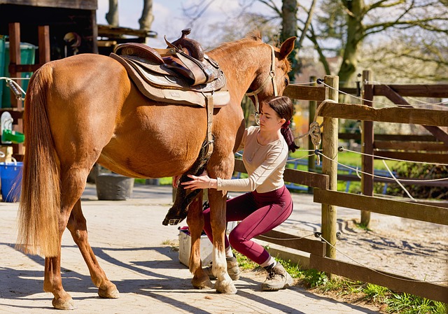 De veelzijdigheid van paarden: van verzorging tot innovatie in de paardensport