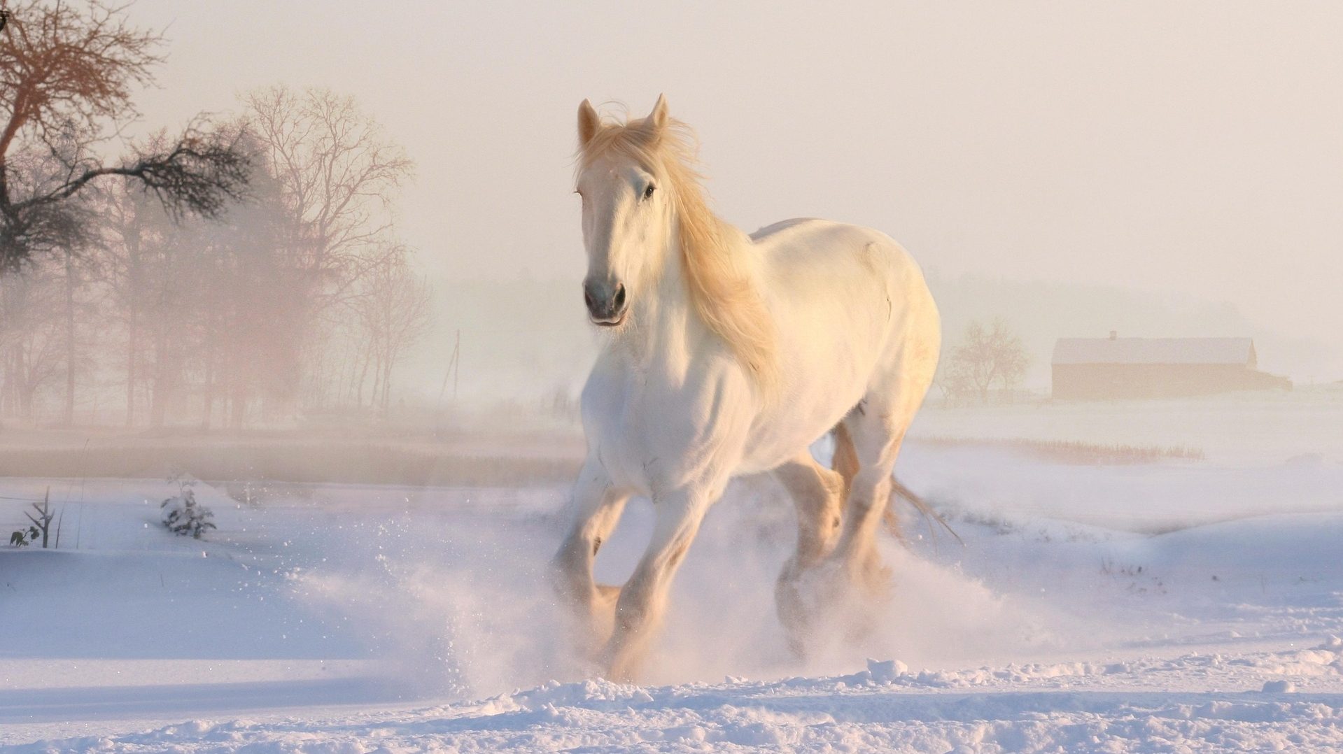 horse