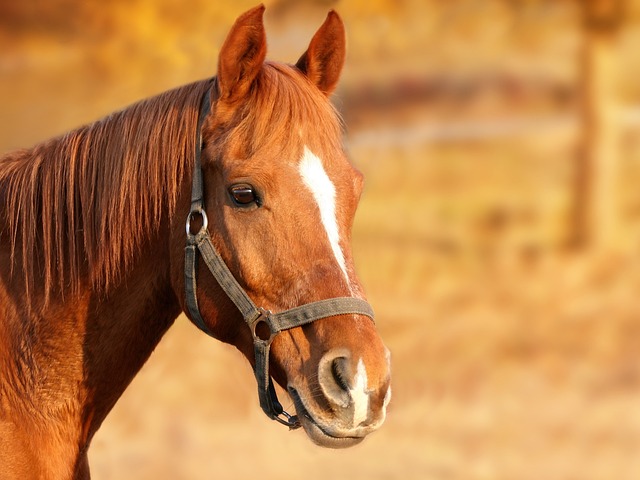 paarden regendeken