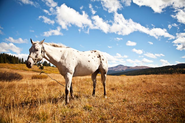 Paarden
