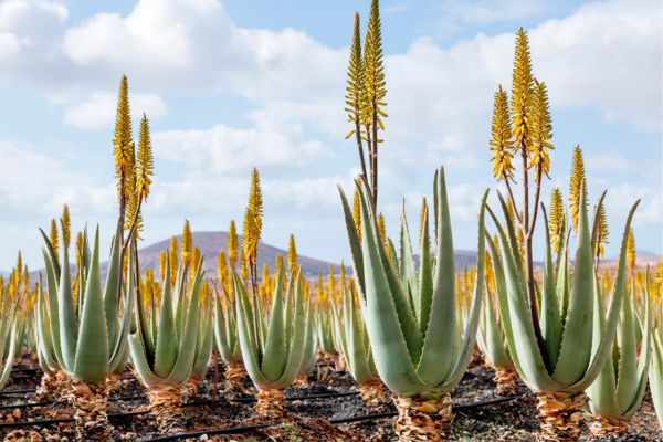 Aloe Vera – Eine Pflanze, die sich lohnt – BEACH HOUSE