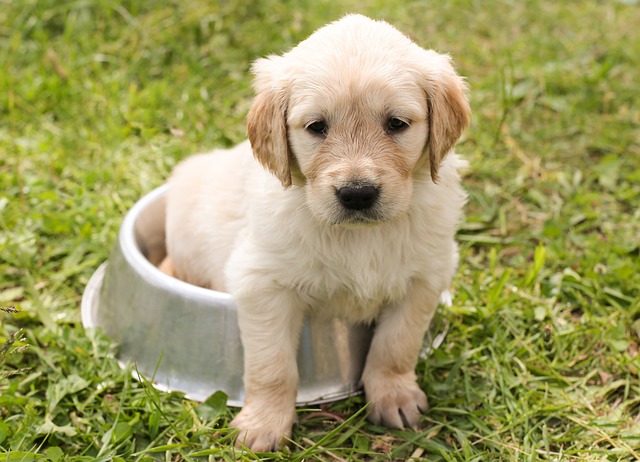 De voordelen van probiotica voor je hond De voordelen van probiotica voor je hond