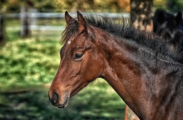 Complete reis door de paardenwereld: van voeding en verzorging tot ruitersport en gezondheidszorg Complete reis door de paardenwereld: van voeding en verzorging tot ruitersport en gezondheidszorg