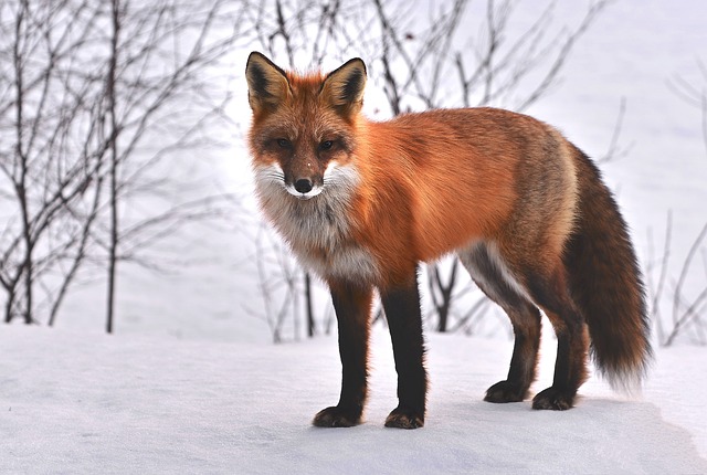 Ontdek de fascinerende wereld van dieren via animalfun.be Ontdek de fascinerende wereld van dieren via animalfun.be