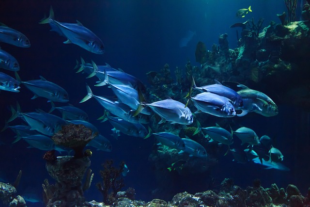Onderwaterwereld ontdekt: soorten, gedrag, belang en bescherming van vissen Onderwaterwereld ontdekt: soorten, gedrag, belang en bescherming van vissen