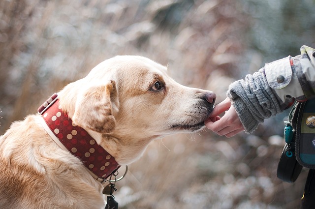 Het belang van glucosamine voor de gezondheid van je hond Het belang van glucosamine voor de gezondheid van je hond