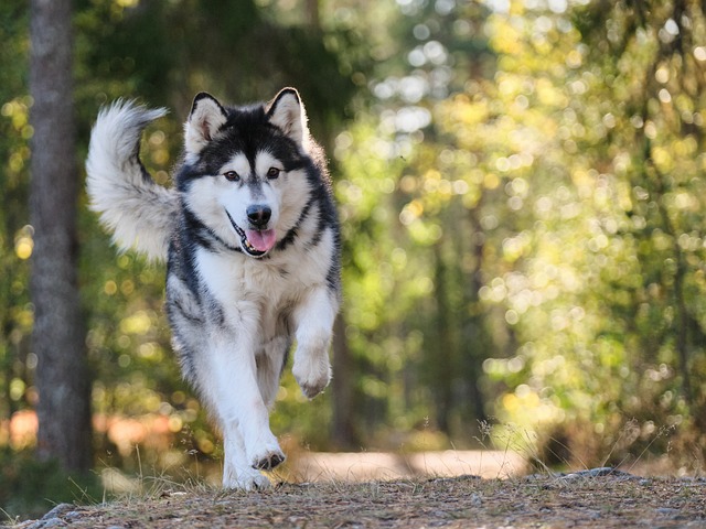 De kracht van Probiotica voor de gezondheid van je hond De kracht van Probiotica voor de gezondheid van je hond