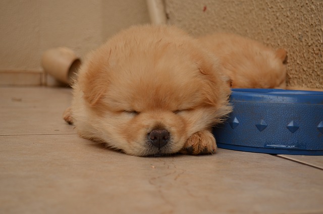 De charme van de chowchow: een trouwe metgezel met een leeuwenhart De charme van de chowchow: een trouwe metgezel met een leeuwenhart