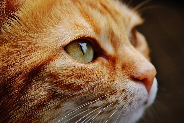 Van bedreigde soorten tot huiskatten: een diepe duik in dierenzorg, gedrag en hun natuurlijke wereld Van bedreigde soorten tot huiskatten: een diepe duik in dierenzorg, gedrag en hun natuurlijke wereld