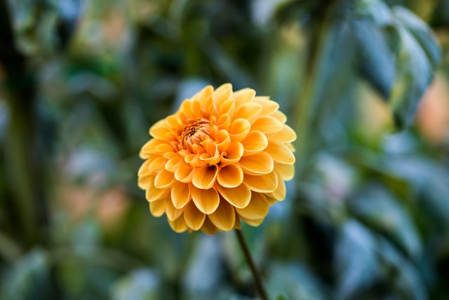 Alles wat je moet weten over de chrysant