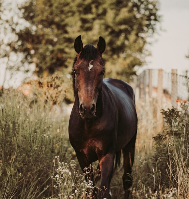 Audevard Ekygard: Een Holistische Benadering van Paardenwelzijn