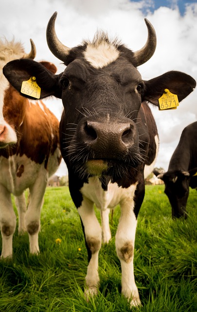 De krachtvoerbox in precisielandbouw: Innovaties voor moderne boerderijen