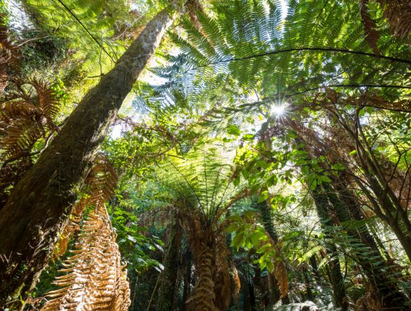 Lancement de la plateforme TreesAdapt au GLF