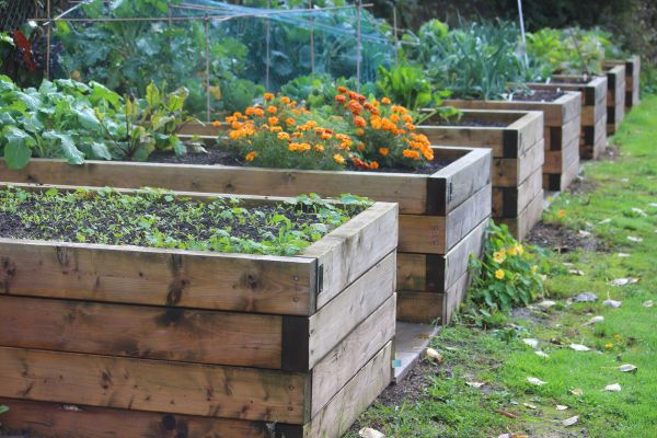 Stilvitrine 190 | Ein erhöhter Gemüsegarten und mehr! – Worthing Court