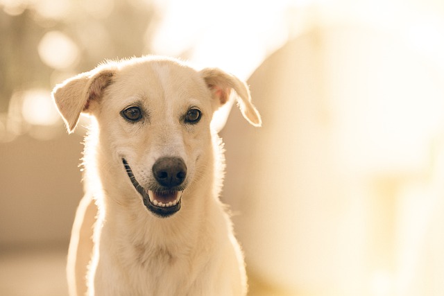 Veilig en comfortabel reizen met je hond: hondenzitjes en hondentrappen Veilig en comfortabel reizen met je hond: hondenzitjes en hondentrappen