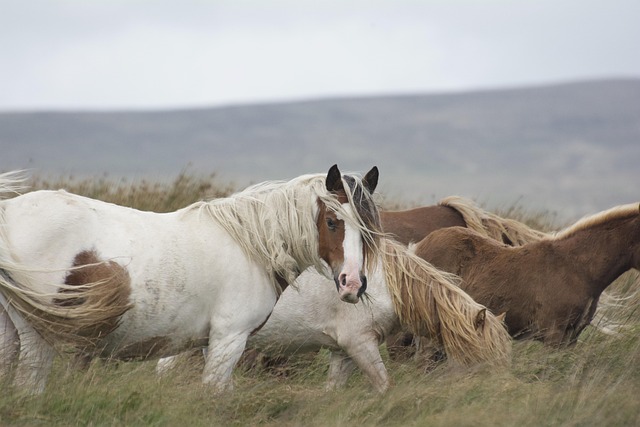 De perfecte paardendeken: comfort, stijl en functionaliteit combineren De perfecte paardendeken: comfort, stijl en functionaliteit combineren