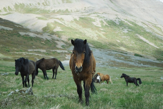 Hoe je kunt bijdragen aan het welzijn van paarden