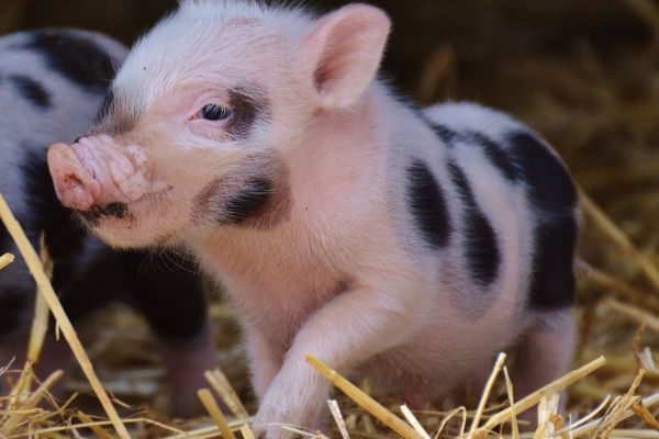 Hängebauchschwein-Blog: Du hast ein krankes Schwein