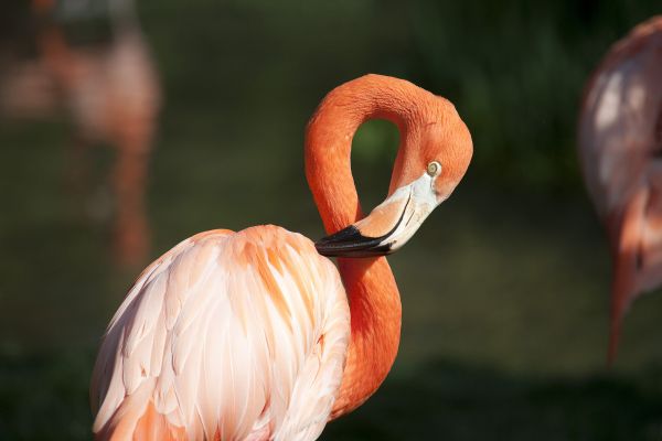 Kammhaubenjacanas brüten in der Nähe von Broome – 10.000 Vögel