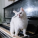 kitten