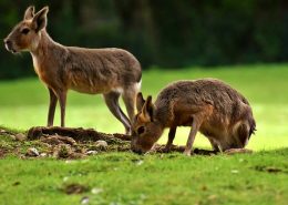 Waarom een ticket voor Beekse Bergen?