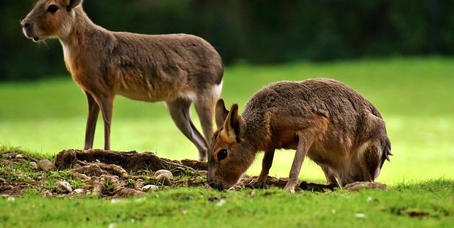 Waarom een ticket voor Beekse Bergen?