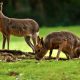 Waarom een ticket voor Beekse Bergen?