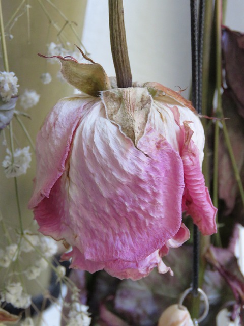 Creëer een prachtig droogbloemen boeket voor elk seizoen Creëer een prachtig droogbloemen boeket voor elk seizoen